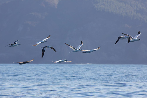 Foto gaviotas