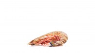 Delicrab-5
