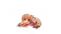 Delicrab-6