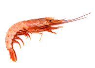 Langostino_Austral